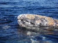 grey whale