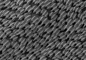 shark skin