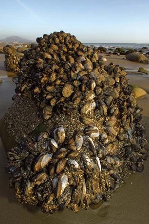 Mussels