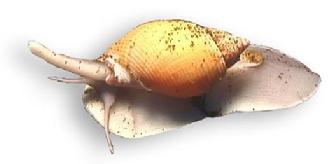 whelk